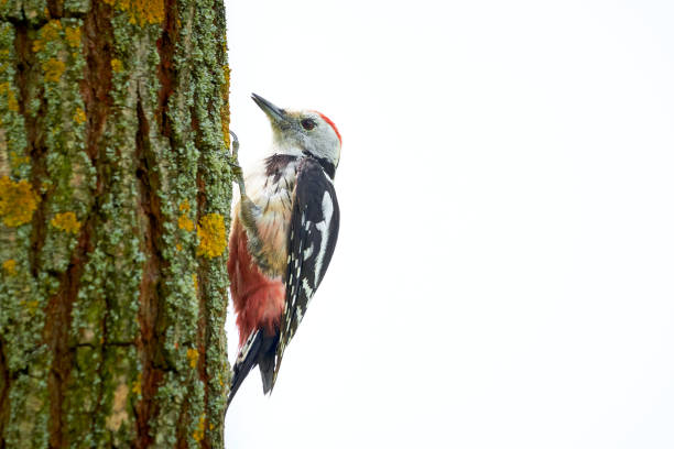 istock Middle spotted woodpecker isolated on white background 1329255900