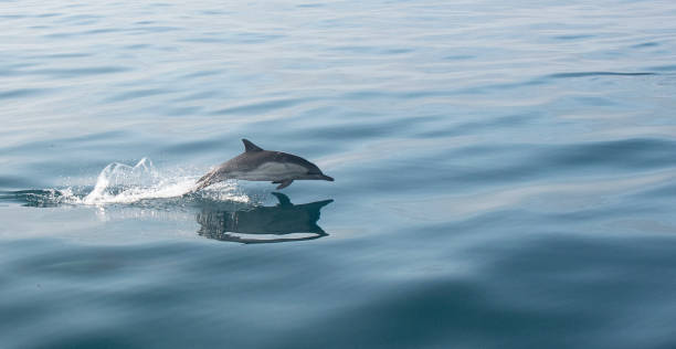 Common Dolphin Jumping In Vast Ocean