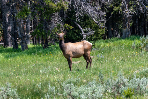 istock Elk Along Storm Point Nature Trail 1329259769