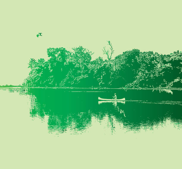 ilustraciones, imágenes clip art, dibujos animados e iconos de stock de piragüismo en un tranquilo lago con águila pescadora - canoeing canoe minnesota lake