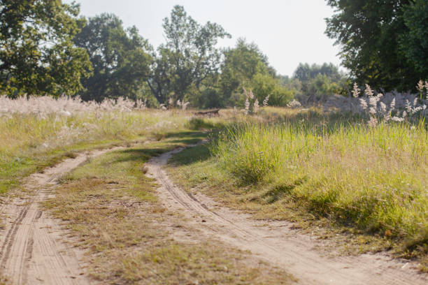 lonely deserted country road between fields and oak trees growing along it in the summer.