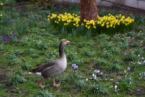 Duck in the garden grass