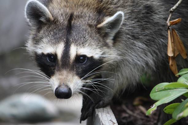istock Raccoon Close-up 1329261546