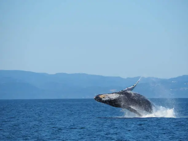 Photo of Humpback whale