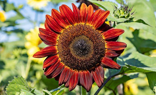 Macro of the red sun sunflower growing in a field in Virginia Beach, Virginia. Red sunflowers are special because they do not occur in the wild. They can grow to be 5-6 feet tall.