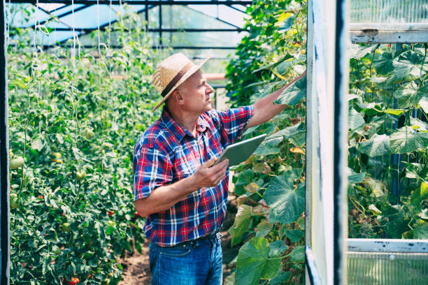istock Farmer with digital tablet in Greenhouse. 1329263585