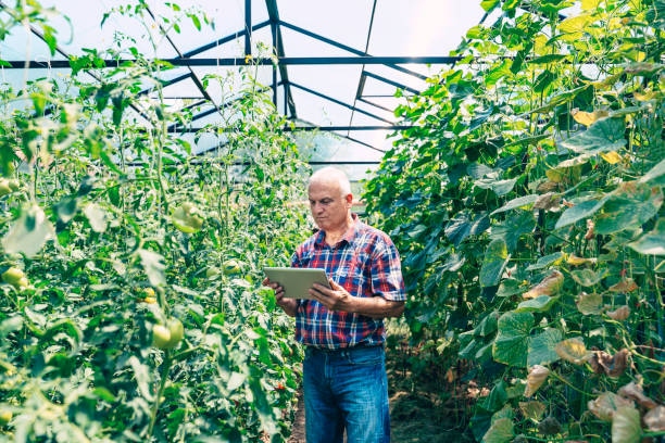 istock Farmer with digital tablet in Greenhouse. 1329263609