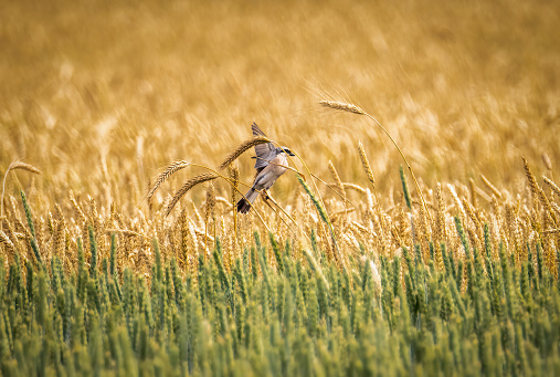 Red-backed shrike sits on a spikelet of ripe wheat in a grain field.