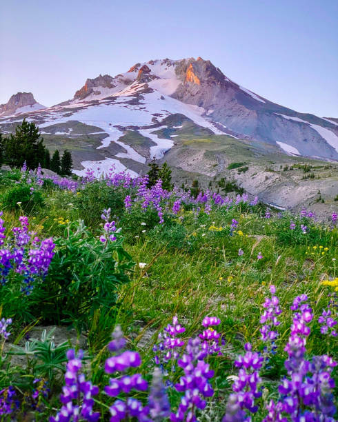 mt. kapuze - mt hood national park stock-fotos und bilder