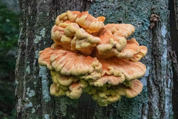 istock chicken of the forest 1329267832