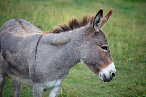 donkeys in the stable