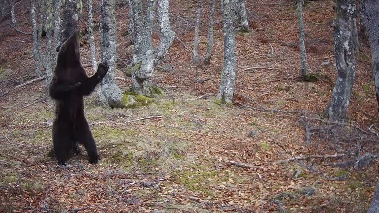 Trail cam footage of a bear rubbing on a tree trunk