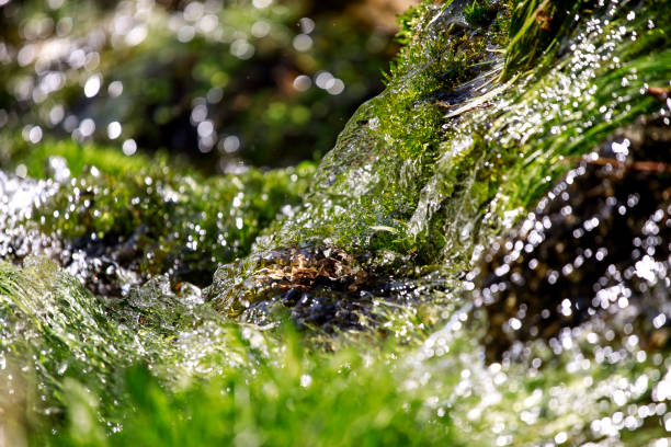 Close-up of fresh clean water and green nature. Spring fresh water in motion, spraying water in creek, abstract background.
