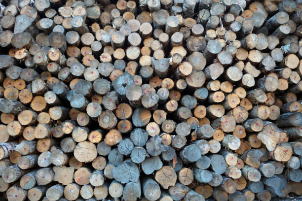 forestry logs stacked raw wood forest cut industry background