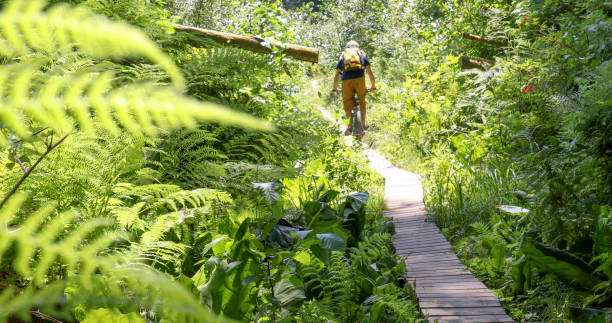 istock Young man mountain bikes through lush rainforest 1329270871