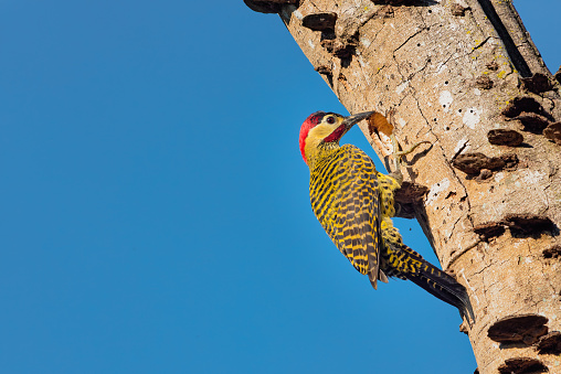 Green Barred Woodpecker (Colaptes melanochloros) makes a cavity for the nest in dead tree wood.