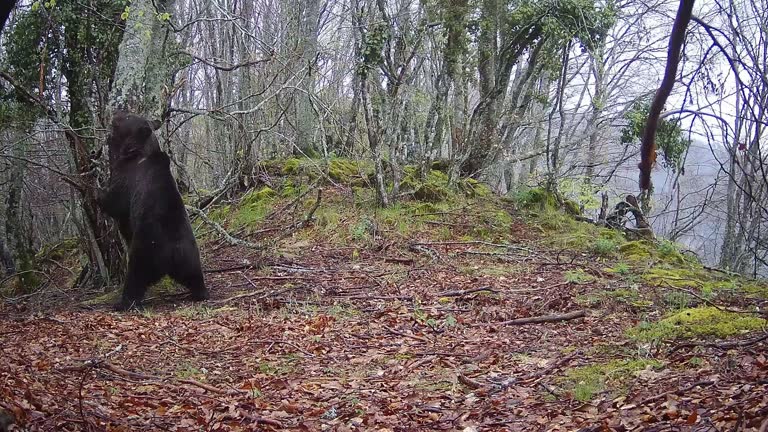 Trail cam footage of a bear rubbing on a tree trunk