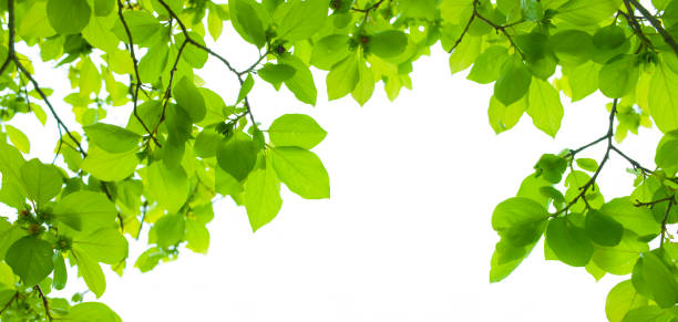 istock Banner image of leaves 1329272653