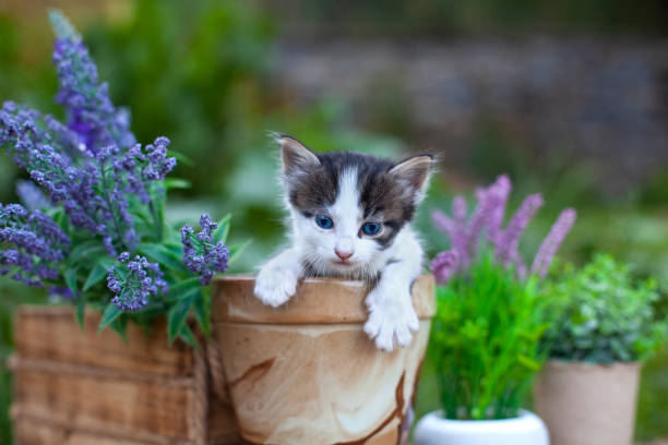 istock Funny little kitten in a flower pot 1329273223