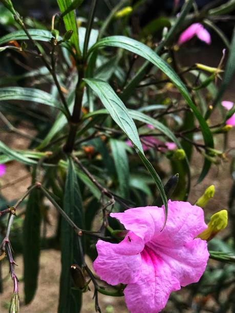 istock The pink flower 1329273430