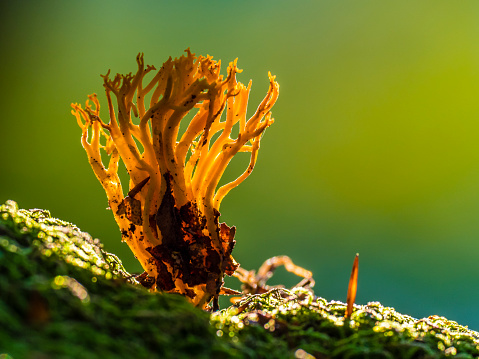 Mycena inclinata mushroom on old stump. Group of brown small mushrooms on a tree. Inedible mushroom mycena. Selective focus.