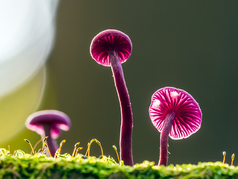 Laccaria amethystina, known as the amethyst deceiver - a small brightly colored mushroom, that grows in deciduous and coniferous forests.
