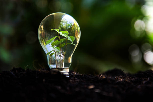 istock Saving energy and environment.  Tree growth in light bulb for saving Ecology energy nature. Eco and Technology concept 1329278283