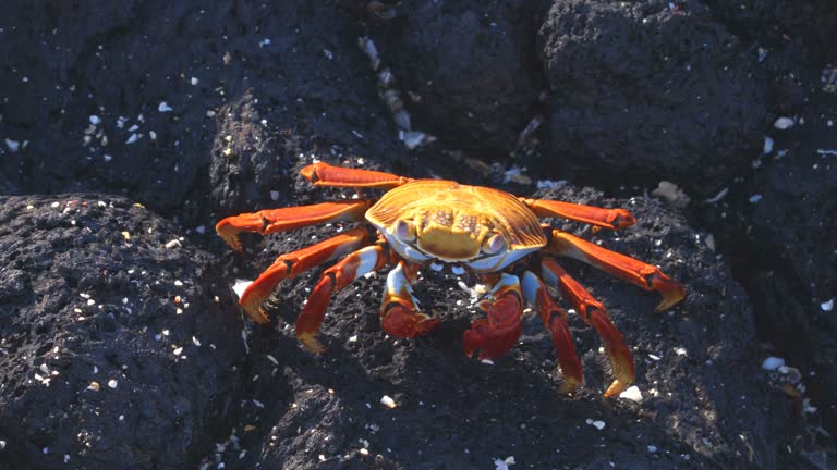 Sally Lightfoot Crab on Galapagos Islands eating and walking on rock. AKA Graspus Graspus and Red Rock Grab. Wildlife and animals of the Galapagos Islands, Ecuador.