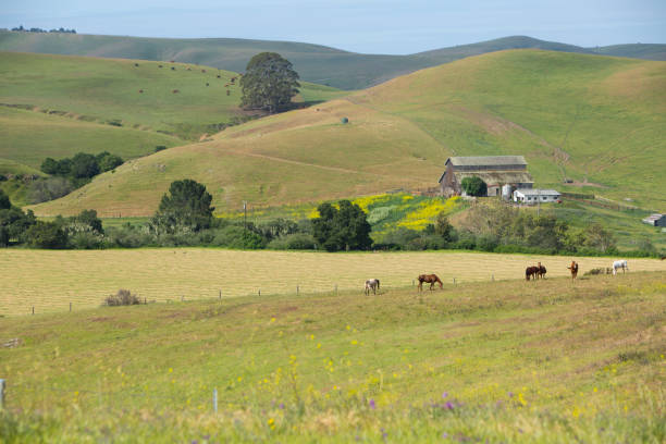 istock Rolling green hills with barn and pastures with cows and horses 1329278310