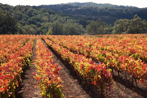 rzędy winorośli w winnicy zamieniają się w pomarańczę, żółcię i złoto jesienią - napa valley vineyard autumn california zdjęcia i obrazy z banku zdjęć