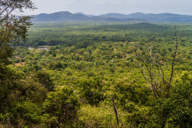 istock Landscape near Sigiriya, Sri Lan 1329280052