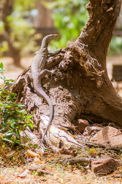 istock Monitor Lizard in Polonnaruwa, Sri Lan 1329280086