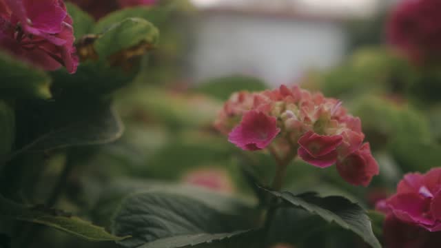 Garden flowers close up captured in slow motion with moody atmosphere