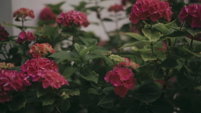 Garden flowers close up captured in slow motion with moody atmosphere