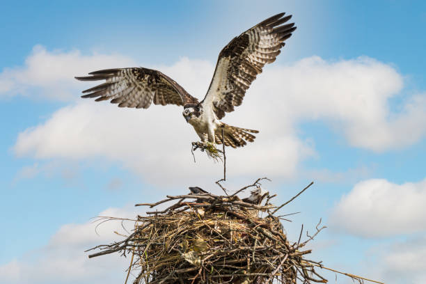 Osprey Landing at Her from Nest stock photo