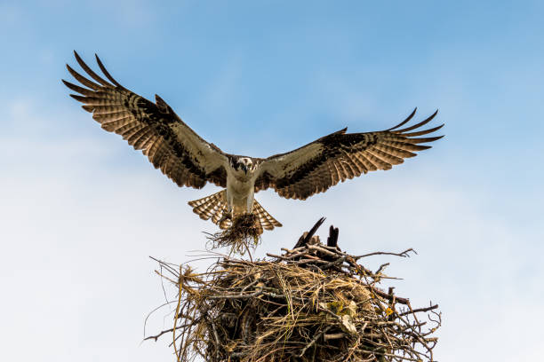 istock Osprey Landing in Her from Nest 1329281921