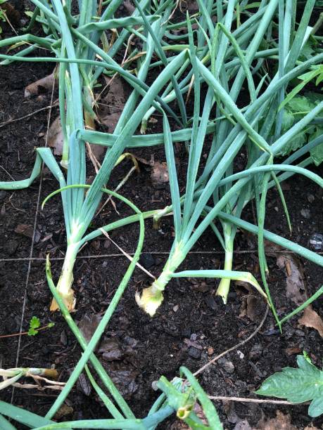 istock Onions growing in the garden. 1329282711