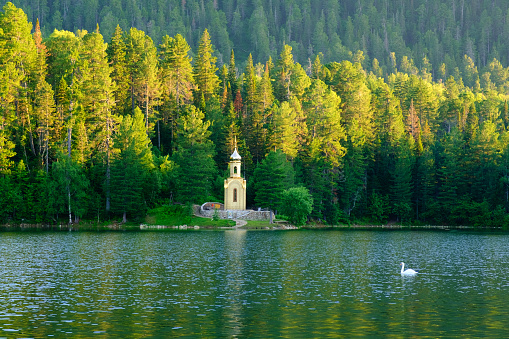 Swan on a beautiful forest lake. Eastern Siberia border of the Republic of Buryatia and Irkutsk region