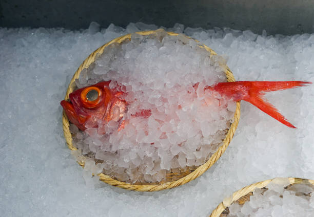 Fresh Kinmedai Fish in ice bucket. Golden Eye Sea Bream.