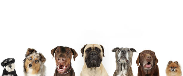 istock group of head dogs 1329297379