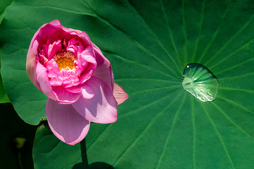 Beautiful blooming pink lotus flower in West Lake, Hanoi, Vietnam