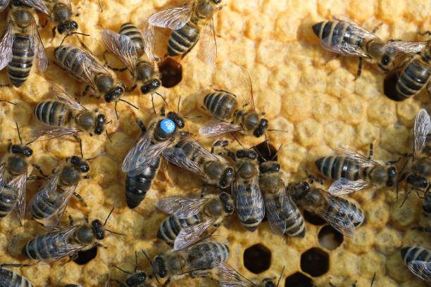 istock Queen bee is always surrounded by the workers bees - their servant. Queen bee lays eggs in the cell. 1329299793