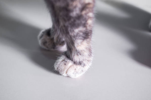 istock Front leg Calico cat or Tortoiseshell standing close up. 1329300659