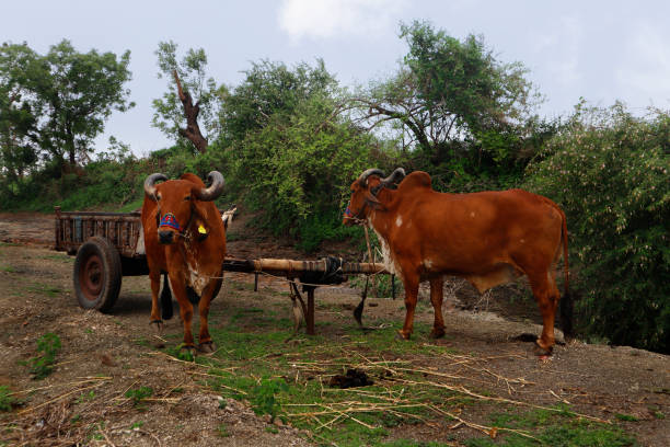 bullock cart bullock cart at Gir forest Gujarat India bullock cart india stock pictures, royalty-free photos & images