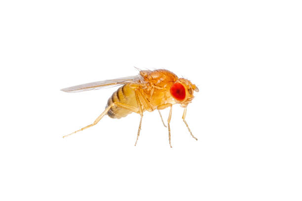 istock Exotic Drosophila Fruit Fly Diptera Parasite Insect Isolated on White Background 1329302647