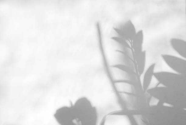 istock Leaves natural shadow overlay on white texture background, for overlay on product presentation, backdrop and mockup, summer seasonal concept 1329306462