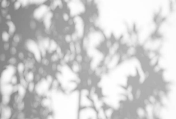 istock Leaves natural shadow overlay on white texture background, for overlay on product presentation, backdrop and mockup, summer seasonal concept 1329306470