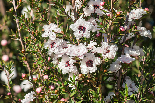 detail of white New Zealand manuka bush flowers in bloom
