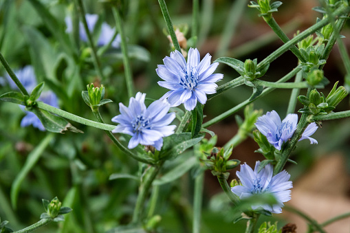 Flower Of The Chicory Plant Blooming In A Meadows At Summer