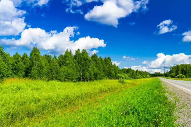 young birch forest near countryside road, summer landscape with bright blue cloudy sky